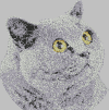 DG 606